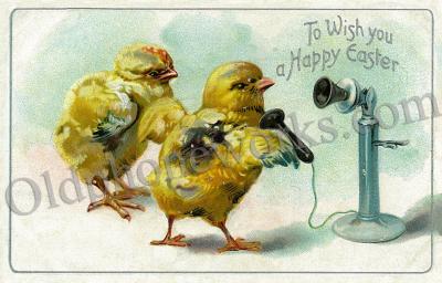 Easter Chicks Postcard