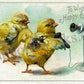 Easter Chicks Postcard